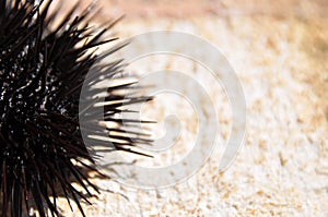 Sea urchin