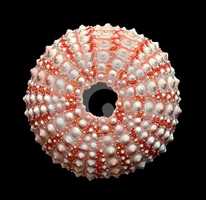 Sea urchin