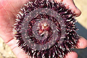 Sea urchin