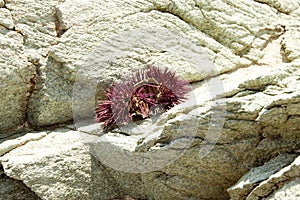 Sea urchin