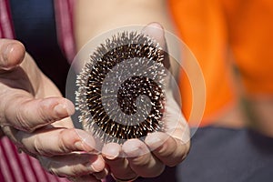 Sea urchin