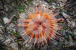 Sea Urchin photo