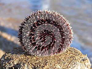 Sea - urchin