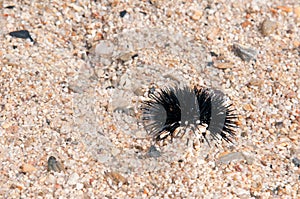 Sea urchin