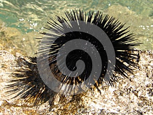 Sea urchin