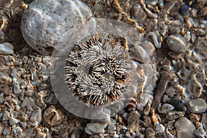 Sea Urchin.