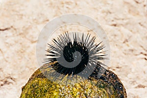 Sea urchin