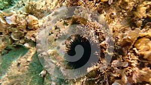 Sea urchin in the Adriatic Sea