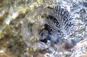 A sea urchin attached to a rock