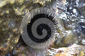 A sea urchin attached to a rock