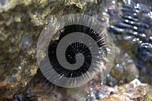 A sea urchin attached to a rock