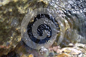 A sea urchin attached to a rock