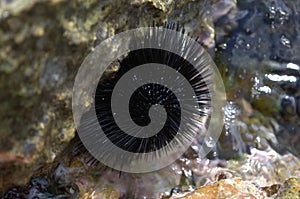 A sea urchin attached to a rock