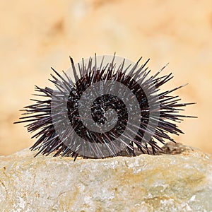 Sea urchin, Black Echinoidea, on a stone