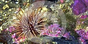 Sea Urchin, Cabo Cope Puntas del Calnegre Regional Park, Spain