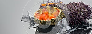 Sea Urchin with caviar close-up, on gray background. Fresh open sea urchins