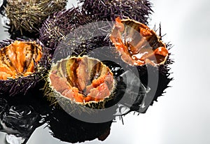 Sea Urchin with caviar close-up, on gray background. Fresh open sea urchins with ice