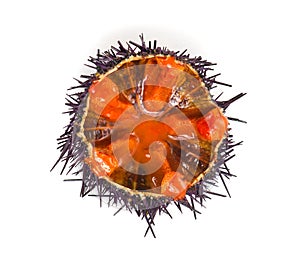 Sea Urchin with caviar close-up, isolated on white background. One Fresh sea urchin delicatessen food