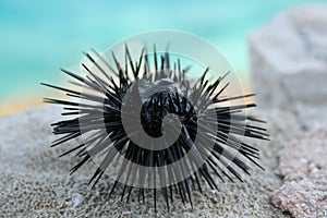 Sea urchin close-up in Greece photo