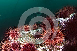 Sea Urchin Colony