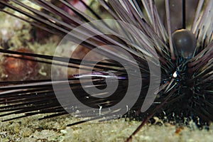 Sea Urchin Commensal Shrimp photo