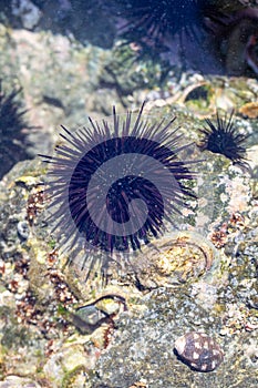 Sea Urchin in Costa Rica