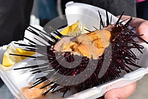 The sea urchin, delicious seafood
