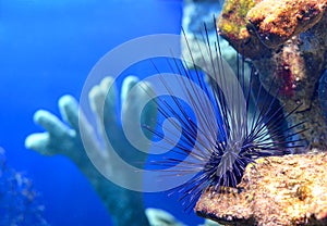 Sea urchin Diadema setosum