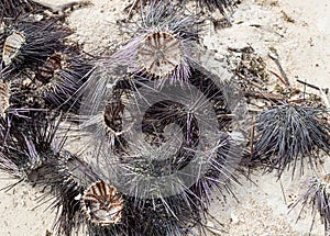 Sea urchin dry open prey delicacy long needles dried on the beach against a background of shallow white sand