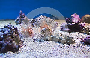 Sea urchin Echinoidea.