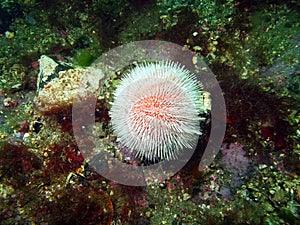 Sea urchin Echinus