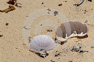 Sea urchin exoskeleton on sandy beach