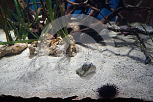 Sea urchin in the foreground. The sea urchin is a spiny, globular, echinoderm in the class Echinoidea. Qawra, Malta