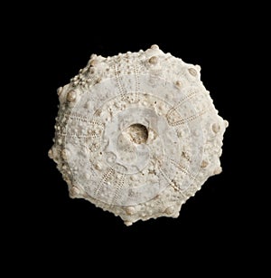 Sea urchin fossil isolated on black background photo