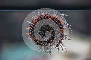Sea urchin on the glass of an aquarium