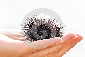 Sea urchin in the hand