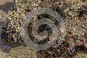 Sea urchin hid in coral in the surf. Sea urchins are members of the phylum Echinodermata, which also includes sea stars, sea