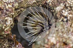 Sea urchin hid in coral in the surf. Sea urchins are members of the phylum Echinodermata, which also includes sea stars, sea