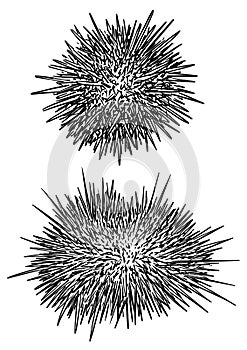 Sea urchin illustration, drawing, engraving, ink, line art, vector