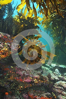 Sea urchin on kelp