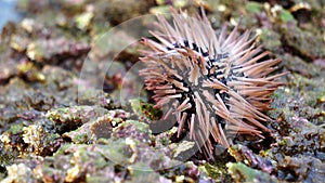 Sea urchin (Landak laut, bulu babi). About 950 species of sea urchin are distributed on the seabeds of every ocean