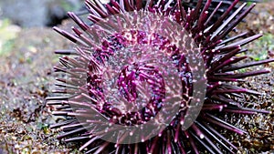 Sea urchin (Landak laut, bulu babi). About 950 species of sea urchin are distributed on the seabeds of every ocean