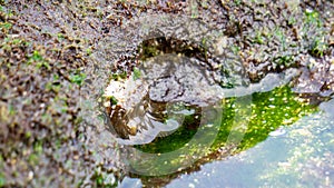 Sea urchin (Landak laut, bulu babi). About 950 species of sea urchin are distributed on the seabeds of every ocean