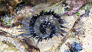 Sea urchin (Landak laut, bulu babi). About 950 species of sea urchin are distributed on the seabeds of every ocean