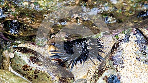 Sea urchin (Landak laut, bulu babi). About 950 species of sea urchin are distributed on the seabeds of every ocean