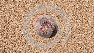 Sea urchin (Landak laut, bulu babi). About 950 species of sea urchin are distributed on the seabeds of every ocean