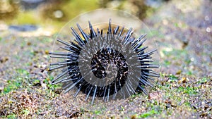 Sea urchin (Landak laut, bulu babi). About 950 species of sea urchin are distributed on the seabeds of every ocean