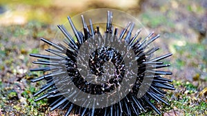 Sea urchin (Landak laut, bulu babi). About 950 species of sea urchin are distributed on the seabeds of every ocean