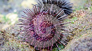 Sea urchin (Landak laut, bulu babi). About 950 species of sea urchin are distributed on the seabeds of every ocean