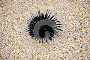 Sea urchin (Landak laut, bulu babi). About 950 species of sea urchin are distributed on the seabeds of every ocean